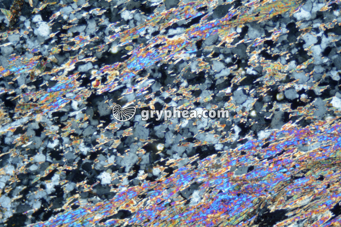 Micaschiste LPA x25 - gryphea.org